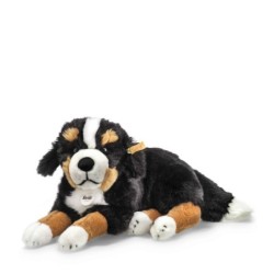 Senni Berner Sennenhund 45 liegend